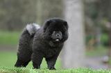 CHOW CHOW 774